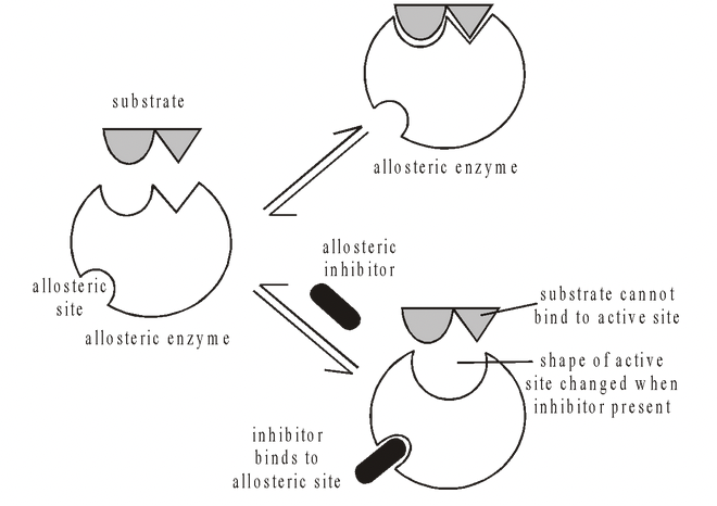 Enzyme Inhibition